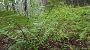 Yeşil Orman. Pine Trees Peri Ormanı. Dokunulmamış ladin. Elf diyarı. Ağaçlar. Ormanın içinde hareketlilik var. Eğrelti otları ve yerde möö 'ler var. Yazın harika yeşil dağ ormanları