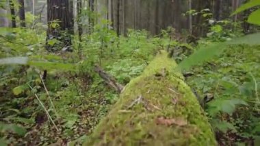 Yeşil Orman. Pine Trees Peri Ormanı. Dokunulmamış ladin. Elf diyarı. Ağaçlar. Ormanın içinde hareketlilik var. Eğrelti otları ve yerde möö 'ler var. Yazın harika yeşil dağ ormanları