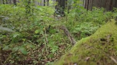 Yeşil Orman. Pine Trees Peri Ormanı. Dokunulmamış ladin. Elf diyarı. Ağaçlar. Ormanın içinde hareketlilik var. Eğrelti otları ve yerde möö 'ler var. Yazın harika yeşil dağ ormanları