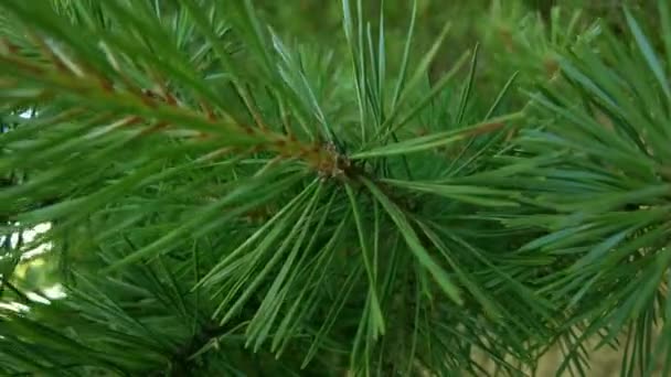 Início Outono Vista Aérea Superior Floresta Floresta Mista Coníferas Verdes — Vídeo de Stock