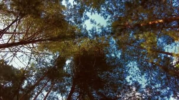 森林空中のトップビューで初秋 混合林 緑の針葉樹 黄色の葉を持つ落葉樹 秋の色田舎の森 ドローンズームアウトは 自然界でカラフルなテクスチャの上にスピン — ストック動画