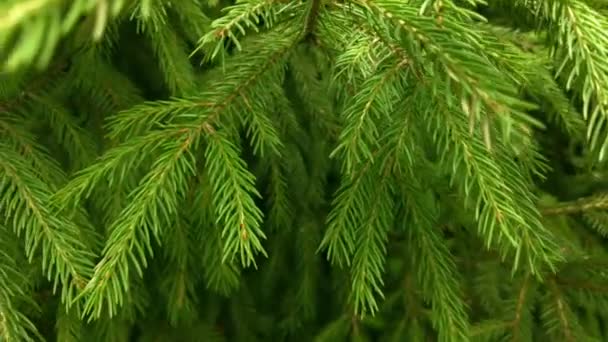 Início Outono Vista Aérea Superior Floresta Floresta Mista Coníferas Verdes — Vídeo de Stock