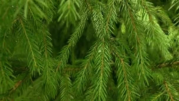 Early Autumn Forest Aerial Top View Mixed Forest Green Conifers — Stock Video