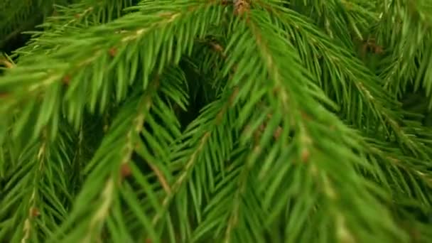 Vroeg Herfst Het Bos Bovenaanzicht Gemengde Bossen Groene Naaldbomen Loofbomen — Stockvideo