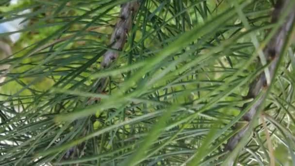 Frühherbst Wald Luftaufnahme Von Oben Mischwald Grüne Nadelbäume Laubbäume Mit — Stockvideo