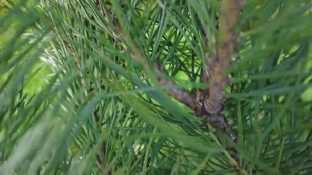 Início Outono Vista Aérea Superior Floresta Floresta Mista Coníferas Verdes — Vídeo de Stock