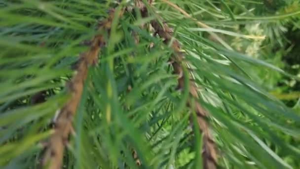 숲에서의 침엽수 낙엽수와 있습니다 지역의 넣는다 자연계의 — 비디오