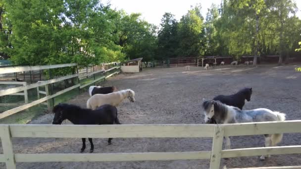 Ponys Spazieren Auf Der Koppel Ponys Auf Der Koppel Fressen — Stockvideo