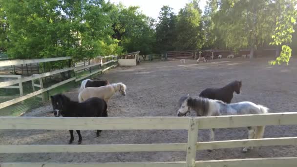 Ponys Spazieren Auf Der Koppel Ponys Auf Der Koppel Fressen — Stockvideo