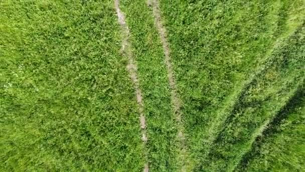 Groene Grasvelden Veroverd Met Quadcopter Drone Vliegen Velden Het Dorp — Stockvideo