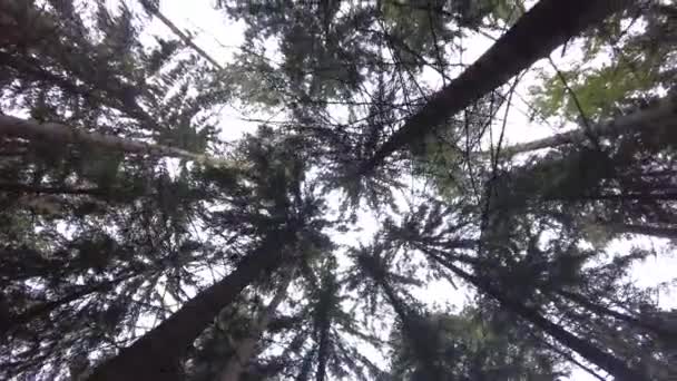 绿色森林 松树是仙女森林 没碰过的云杉精灵之地 树的图案 森林里的摄像活动 蕨类和冷杉 地上有月亮 夏天美丽的青山森林 — 图库视频影像