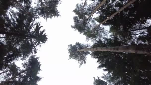 Зеленый Лес Сосновый Лес Фей Нетронутая Ель Земля Эльфов Деревья — стоковое видео