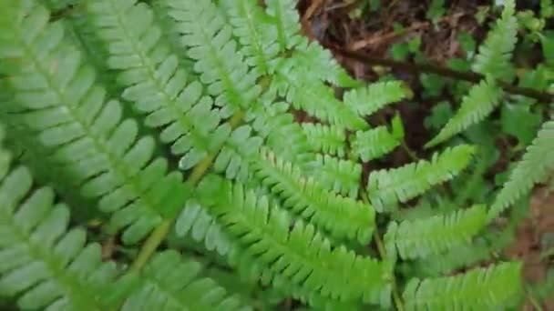 Bosque Verde Bosque Hadas Pinos Abeto Intacto Tierra Elfos Patrón — Vídeos de Stock