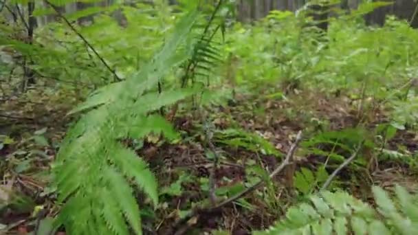 Green Forest Forêt Fées Des Pins Épinette Intacte Terre Des — Video
