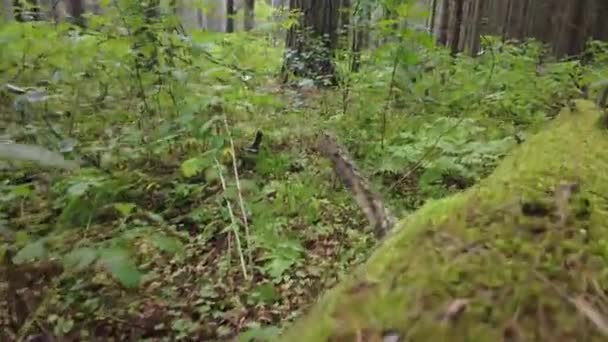 Bosque Verde Bosque Hadas Pinos Abeto Intacto Tierra Elfos Patrón — Vídeos de Stock