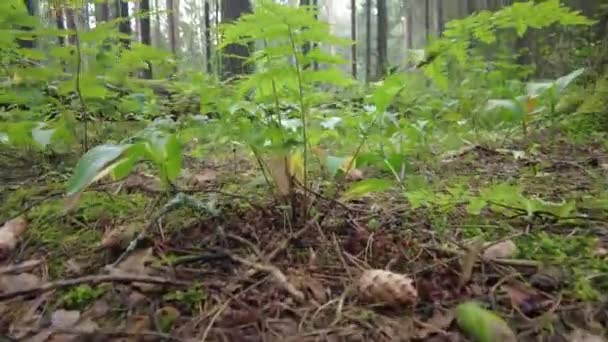 Yeşil Orman Pine Trees Peri Ormanı Dokunulmamış Ladin Elf Diyarı — Stok video