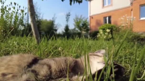 Katten Ligger Marken Och Slickar Sig Själv Katten Tvättar Sig — Stockvideo
