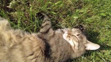 Kedi yerde yatıyor ve kendini yalıyor. Kedi, sıcak bir yaz gününde güneşlenerek güneşlenir. Kaplumbağa kabuğundan bir kedi yüzünü yıkar.