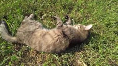 Kedi yerde yatıyor ve kendini yalıyor. Kedi, sıcak bir yaz gününde güneşlenerek güneşlenir. Kaplumbağa kabuğundan bir kedi yüzünü yıkar.