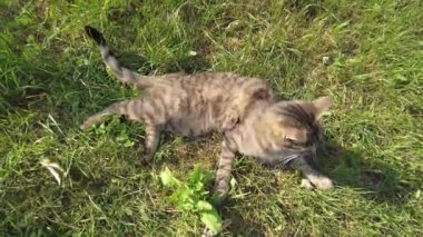 Kedi yerde yatıyor ve kendini yalıyor. Kedi, sıcak bir yaz gününde güneşlenerek güneşlenir. Kaplumbağa kabuğundan bir kedi yüzünü yıkar.