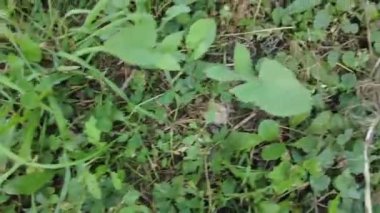 Kedi yerde yatıyor ve kendini yalıyor. Kedi, sıcak bir yaz gününde güneşlenerek güneşlenir. Kaplumbağa kabuğundan bir kedi yüzünü yıkar.