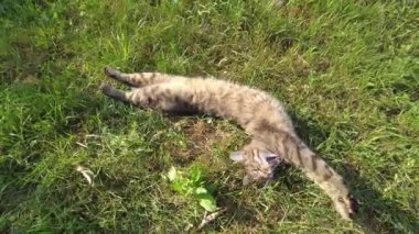 Kedi yerde yatıyor ve kendini yalıyor. Kedi, sıcak bir yaz gününde güneşlenerek güneşlenir. Kaplumbağa kabuğundan bir kedi yüzünü yıkar.