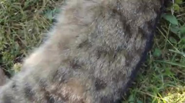 Kedi yerde yatıyor ve kendini yalıyor. Kedi, sıcak bir yaz gününde güneşlenerek güneşlenir. Kaplumbağa kabuğundan bir kedi yüzünü yıkar.