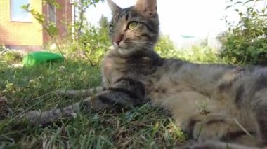 Kedi yerde yatıyor ve kendini yalıyor. Kedi, sıcak bir yaz gününde güneşlenerek güneşlenir. Kaplumbağa kabuğundan bir kedi yüzünü yıkar.