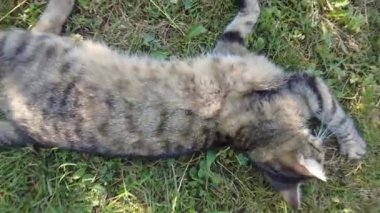 Kedi yerde yatıyor ve kendini yalıyor. Kedi, sıcak bir yaz gününde güneşlenerek güneşlenir. Kaplumbağa kabuğundan bir kedi yüzünü yıkar.