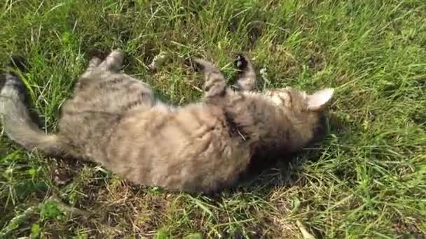 Γάτα Είναι Ξαπλωμένη Στο Έδαφος Και Γλείφεται Γάτα Πλένει Γάτα — Αρχείο Βίντεο