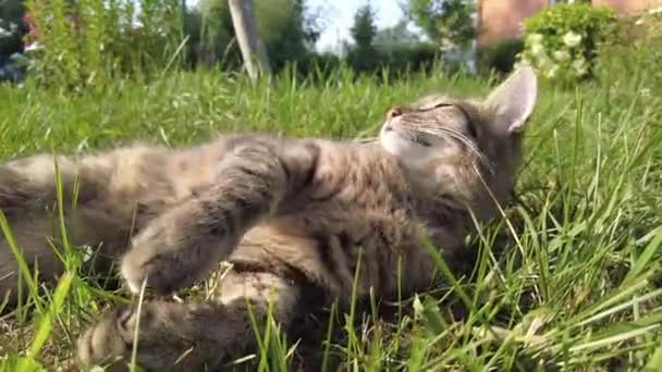 Gatto Sdraiato Terra Lecca Gatto Lava Gatto Crogiola Sole Una — Video Stock