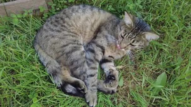 Kat Ligt Grond Likt Zichzelf Kat Wast Kat Zon Een — Stockvideo