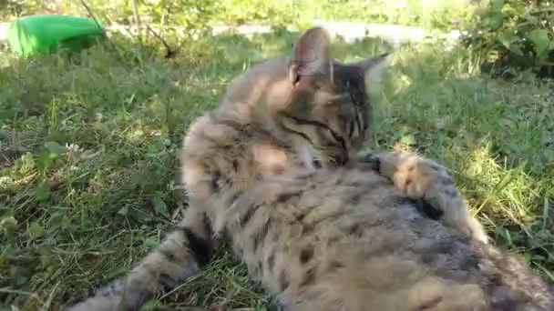 Kat Ligt Grond Likt Zichzelf Kat Wast Kat Zon Een — Stockvideo