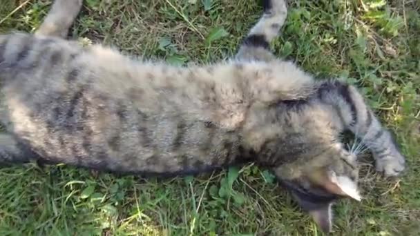 Gatto Sdraiato Terra Lecca Gatto Lava Gatto Crogiola Sole Una — Video Stock