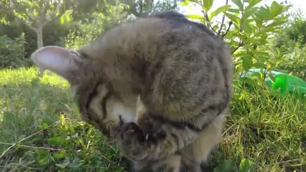 Kot Leży Ziemi Się Liże Kot Myje Kota Słońcu Ciepły — Wideo stockowe
