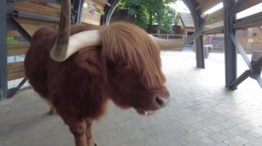 Hayvanat bahçesinde büyük boynuzlu bir boğa.