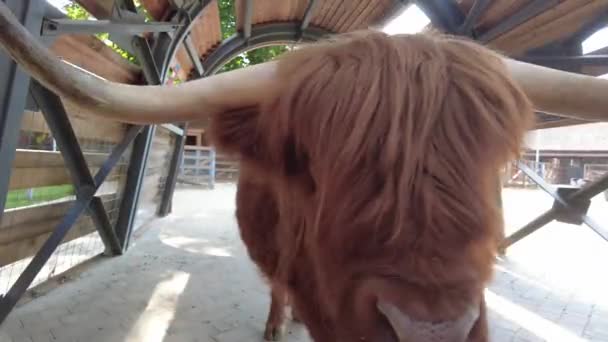 Een Grote Gehoornde Stier Dierentuin Volière — Stockvideo