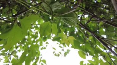 Dallarda sallanan lezzetli olgun üzümler. Tarım arazilerinde sonbahar hasat dedikodusu. Sıcak bir bahar gününde, üzüm tomurcuklanan bir sarmaşığa yaklaşın.