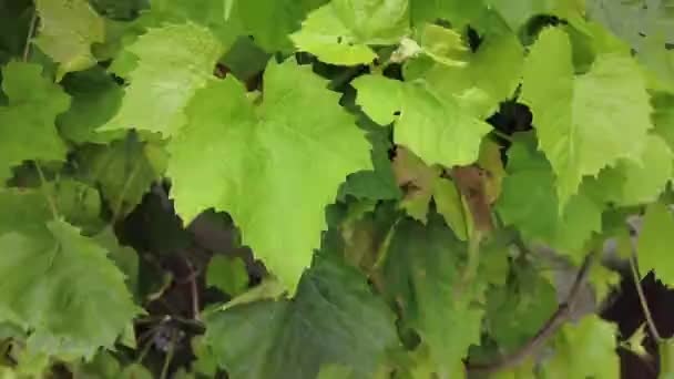 枝にぶら下がっているおいしい熟したブドウがクローズアップされます 農地で秋の収穫ブドウ 暖かい春の日にブドウの芽を閉じ 傾けます — ストック動画