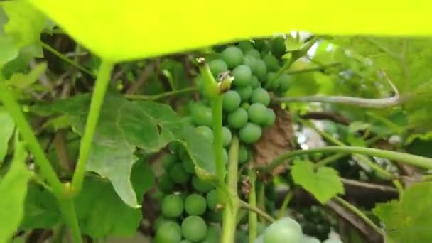 Leckere Reife Trauben Hängen Aus Nächster Nähe Den Zweigen Weinlese — Stockvideo