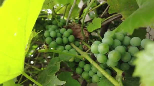 Tasty Ripe Grapes Hanging Branches Close Autumn Harvest Grapevine Farmland — Stock Video
