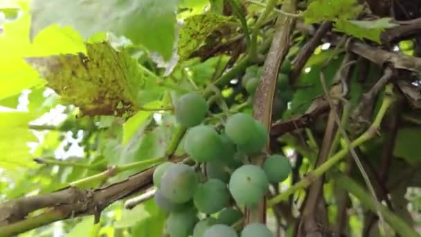 Lekkere Rijpe Druiven Hangen Aan Takken Close Herfst Oogst Wijnstok — Stockvideo