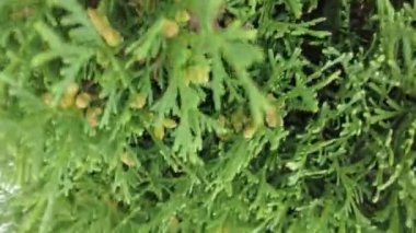 Orman havası manzarasında sonbaharın başlarında. Karışık orman, yeşil kozalaklı ağaçlar, sarı yapraklı yaprak döken yapraklar. Sonbahar renkleri kırsal orman. İnsansız hava aracı doğadaki renkli dokunun üzerinde döner