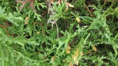 Orman havası manzarasında sonbaharın başlarında. Karışık orman, yeşil kozalaklı ağaçlar, sarı yapraklı yaprak döken yapraklar. Sonbahar renkleri kırsal orman. İnsansız hava aracı doğadaki renkli dokunun üzerinde döner