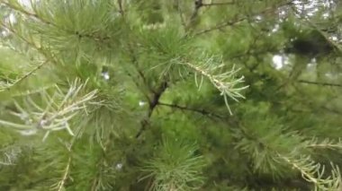 Orman havası manzarasında sonbaharın başlarında. Karışık orman, yeşil kozalaklı ağaçlar, sarı yapraklı yaprak döken yapraklar. Sonbahar renkleri kırsal orman. İnsansız hava aracı doğadaki renkli dokunun üzerinde döner