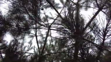 Orman havası manzarasında sonbaharın başlarında. Karışık orman, yeşil kozalaklı ağaçlar, sarı yapraklı yaprak döken yapraklar. Sonbahar renkleri kırsal orman. İnsansız hava aracı doğadaki renkli dokunun üzerinde döner