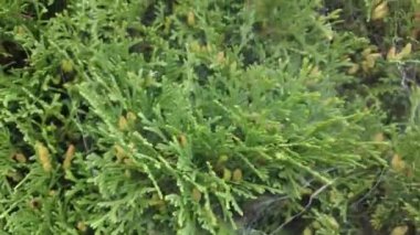 Orman havası manzarasında sonbaharın başlarında. Karışık orman, yeşil kozalaklı ağaçlar, sarı yapraklı yaprak döken yapraklar. Sonbahar renkleri kırsal orman. İnsansız hava aracı doğadaki renkli dokunun üzerinde döner