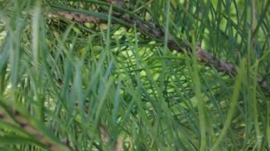 Orman havası manzarasında sonbaharın başlarında. Karışık orman, yeşil kozalaklı ağaçlar, sarı yapraklı yaprak döken yapraklar. Sonbahar renkleri kırsal orman. İnsansız hava aracı doğadaki renkli dokunun üzerinde döner