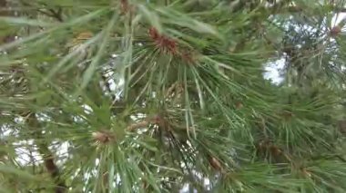 Orman havası manzarasında sonbaharın başlarında. Karışık orman, yeşil kozalaklı ağaçlar, sarı yapraklı yaprak döken yapraklar. Sonbahar renkleri kırsal orman. İnsansız hava aracı doğadaki renkli dokunun üzerinde döner