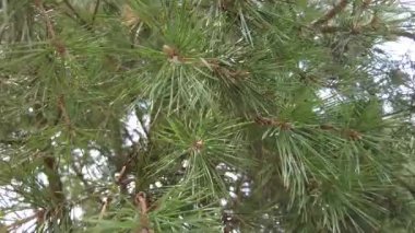 Orman havası manzarasında sonbaharın başlarında. Karışık orman, yeşil kozalaklı ağaçlar, sarı yapraklı yaprak döken yapraklar. Sonbahar renkleri kırsal orman. İnsansız hava aracı doğadaki renkli dokunun üzerinde döner